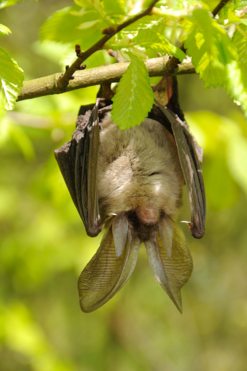 northern_long_ear_bat