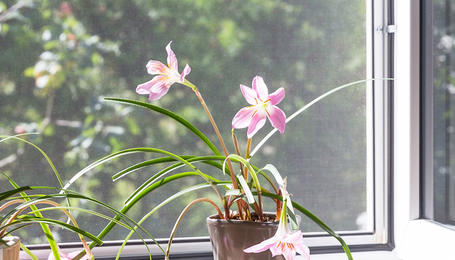Flower in front of a window with a screen